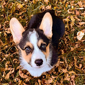 Meet your Posher, Roxie